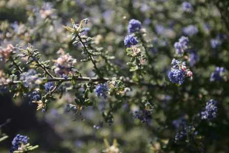 ceanothus1_kasa