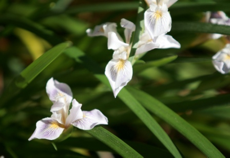 douglas_iris