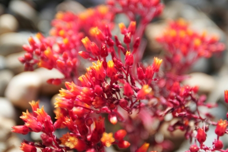 dudleya_cymosa_kasa