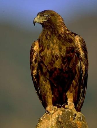 golden_eagle_web.jpg