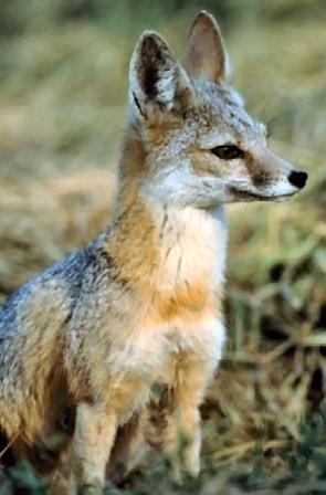 kit-fox_web.jpg