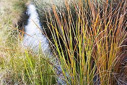 grass.jpg