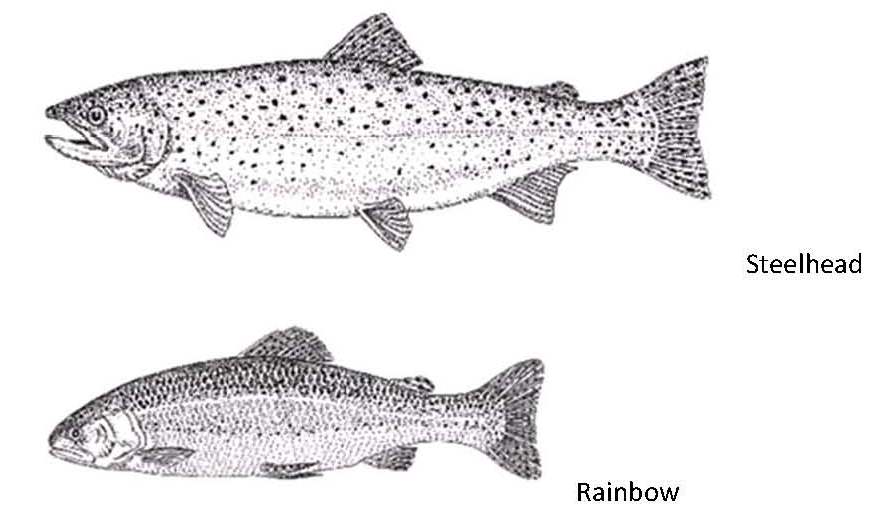trout.jpg