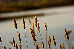 wheat.jpg
